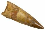 Fossil Spinosaurus Tooth - Real Dinosaur Tooth #326233-1